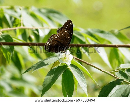 Closeup butterfly on white flower of Indian plum tree in a summer garden.. 