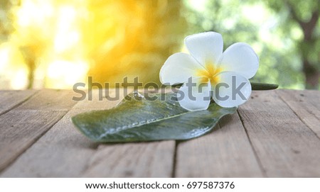 flower frangipani on green leaf and white background
