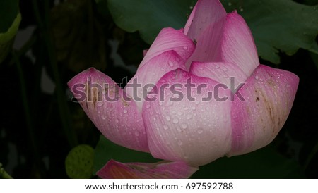 Royalty high quality free stock image of a pink lotus flower. The background is the lotus leaf and pink lotus flower and yellow lotus bud in a pond. Viet Nam. Peace scene in a countryside, Vietnam