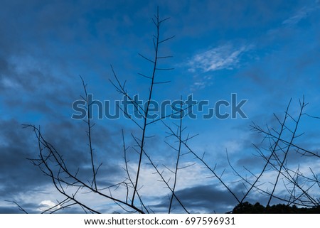 silhouette of the Branch in the Evening
