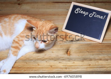 Close up cat eating and laying on wooden background isolated with wood black board with text 'Sleep Time!' written on it. Animals, nature and pets concept