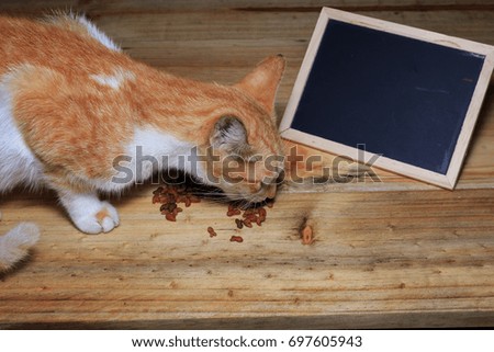 Close up cat eating and laying on wooden background isolated with blank wood black board. Animals, nature and pets concept