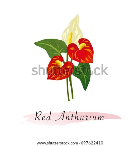 Colorful watercolor texture vector botanic garden flower red anthurium flamingo flower