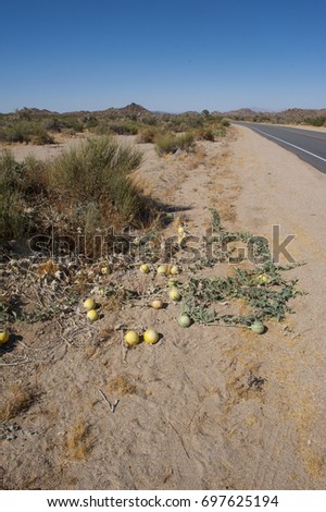 Wild melons growing in Joshua Tree National Park, Southern California 