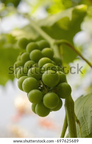 Green grapes. Royalty-Free Stock Photo #697625689