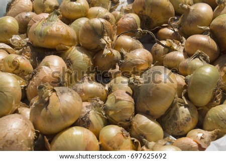 Onion harvest.Golden bulbs. Royalty-Free Stock Photo #697625692