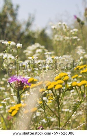 Meadow flowers. Royalty-Free Stock Photo #697626088
