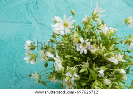 White wild flowers close up on aquamarine background. Copy space for text.