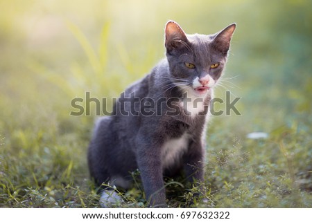 thai cat sits on green grass
