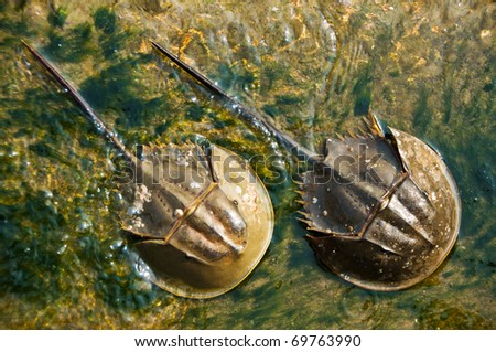 Two horseshoe Crabs in Thailand Royalty-Free Stock Photo #69763990