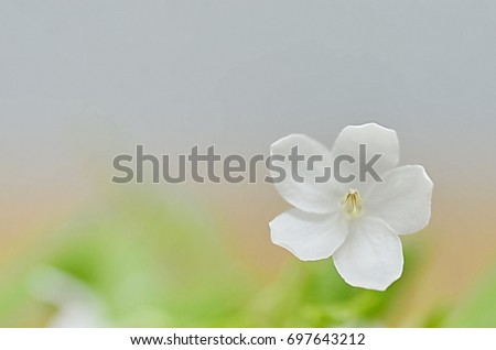 The flowers are white with a sweet little flower with a pleasant aroma.