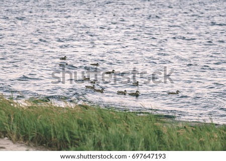 rocky beach with wild ducks swimming in the baltic sea with plants and skyline - vintage film effect