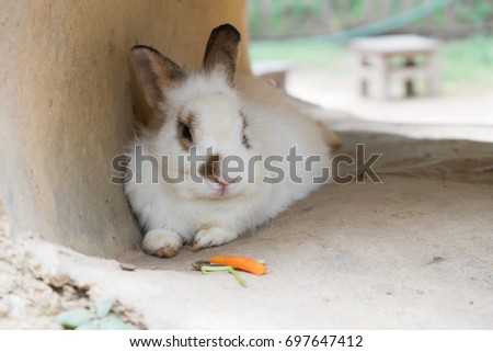 Rabbit lying in the tube