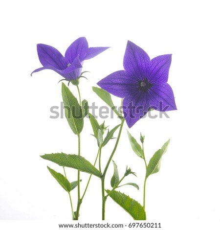 Purple flowers close up isolated on white background