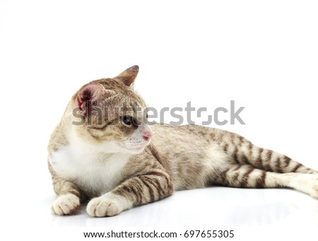 Beautiful little Bengal cat on a white background
