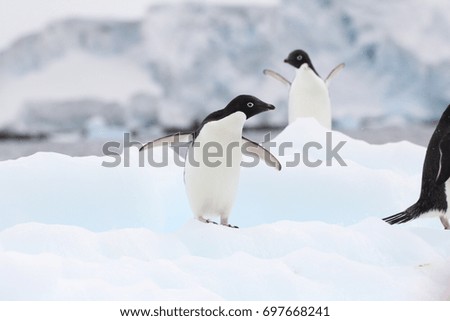 A close up of an Adélie penguin in the Antarctic
