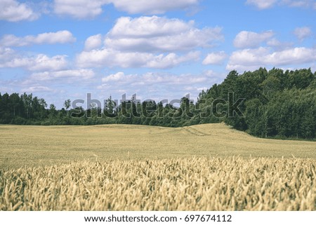 Summer Landscape with Wheat Field and Clouds in latvia - vintage film effect