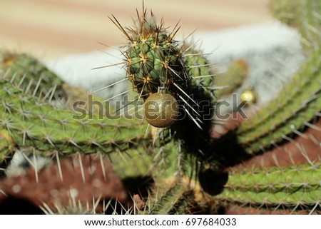 Cactus with new year ball. Plant with sharp spines on sunny day. Golden bauble hanging from prickle. Christmas holiday celebration concept. Desert nature and natural environment.