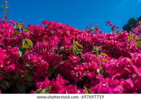 Beautiful pink bougainvillea in blue sky