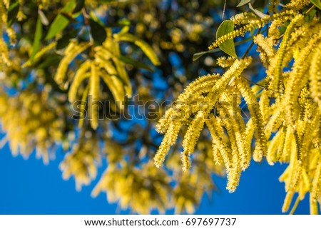 Beautiful yellow wattle in blue sky, Acacia Longifolia