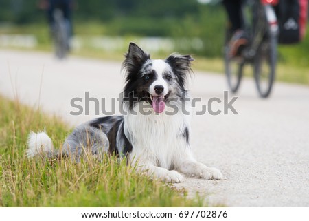 Dog goes biker out of the way