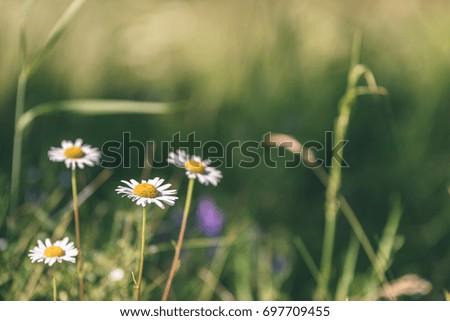 white spring flowers on green background with shallow depth of field - vintage pastel color effect