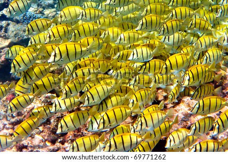 Indian ocean.  Fishes in corals. Maldives