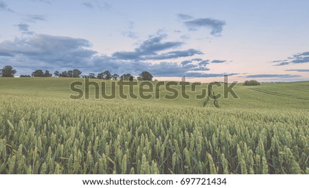 wheat fields in summer with young crops in the evening sun light with clouds above and tractor tracks in crop - vintage look