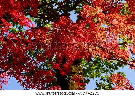 Autumn colour in Kyoto