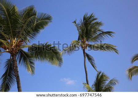 tropical palm trees background