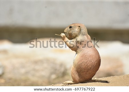 Precious Little Prairie Dog Eating Lunch on a Rock