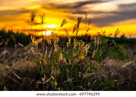 Beautiful nature of Grass field with orange sunset background