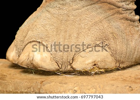 Elephant Foot