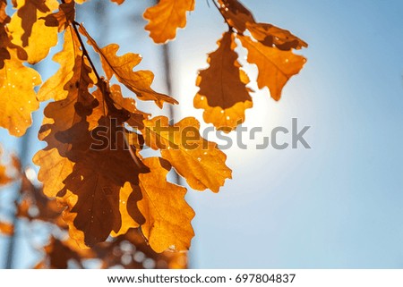 Autumnal colored leafs of an oak