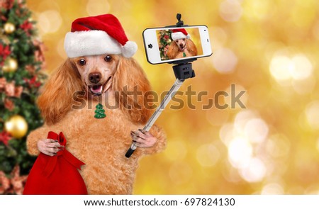 Dog in red Christmas hat taking a selfie together with a smartphone.
