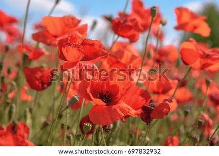 Colorful poppies in a field in summer in Tuscany.