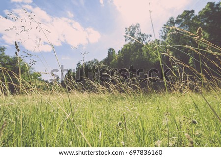 field with summer flowers blooming with blur background and low vantage point against blue sky - vintage film look