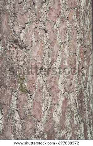 pine tree bark in the forest in summer - vintage film look