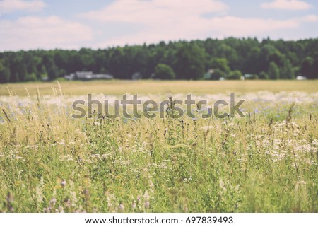 field with summer flowers blooming with blur background - vintage film look