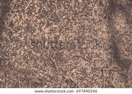 Close-up of ants nest. Large ant hill in summer forest. Anthill. - vintage film look