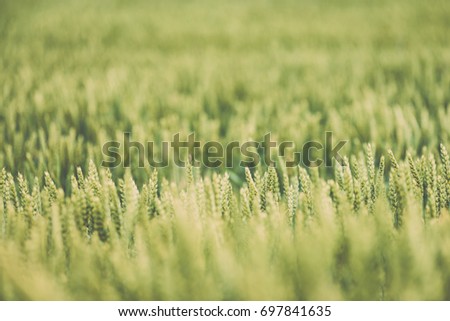 Yellow wheat field close up macro photograph with abstract texture - vintage film look