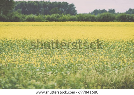Yellow wheat field close up macro photograph with tire tracks - vintage film look