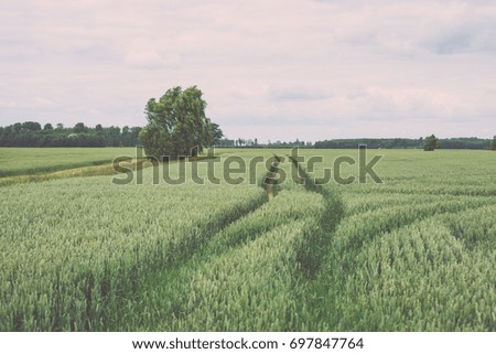 green wheat field close up macro photograph with tire tracks - vintage film look