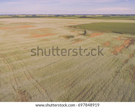 drone image. aerial view of rural area with fields and forests in sunny summer day with Buckwheat field blooming - vintage effect