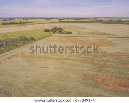 drone image. aerial view of rural area with fields and forests in sunny summer day with Buckwheat field blooming - vintage effect