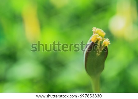 Study guide- reproduction flowers. Natural park: tulip on blurred background- beautiful bokeh.