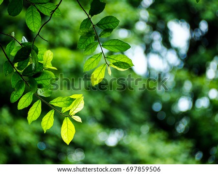 Green trees and leaf greenery bokeh blurred focus, Natural summer blurred background, green leaves on spring bokeh nature background.