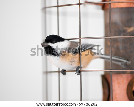 Great tit bird on feeder in winter