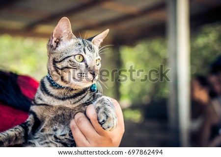Striped cat lying in woman hands. Kitten in woman hands. Bali island.