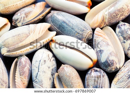 Pale grey sea shells background. Cowrie shells closeup. Sea shells banner template. Tropical island seashore findings. Exotic island beach texture. Warm sea nature detail. Marine shell cover top view.